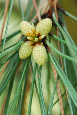 Pinus ponderosa - borovice těžká - pupeny